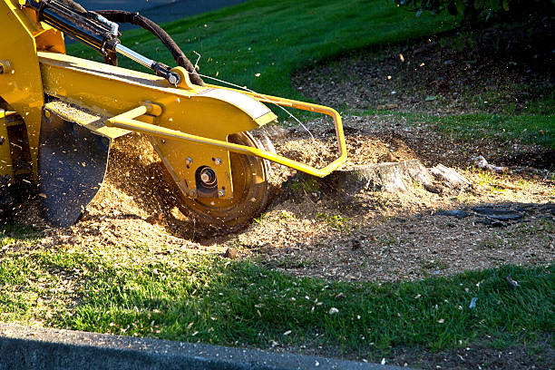 Best Stump Grinding and Removal  in Lake Telemark, NJ